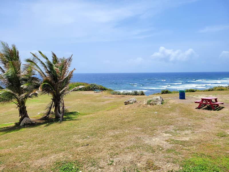 Palm trees on a grassy clifftop above the Atlantic, Barbados