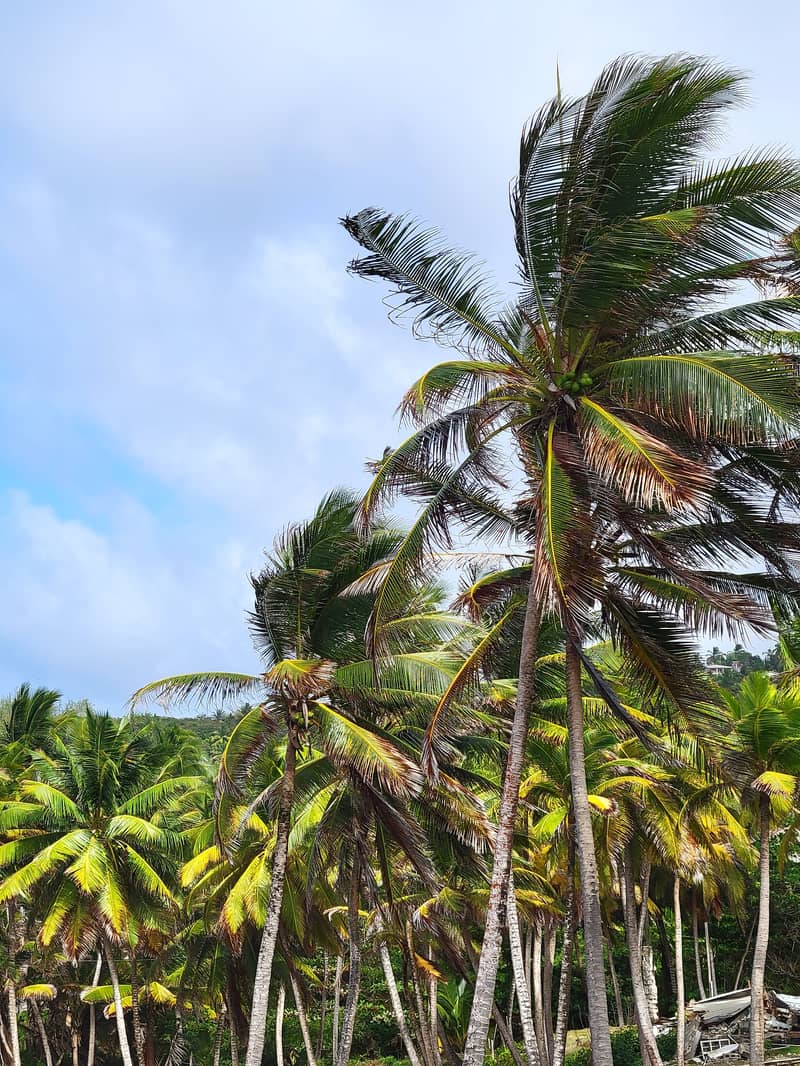 Coconut palms against a blue sky