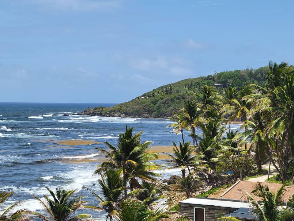 Palm-lined bay on the Atlantic coast of Barbados