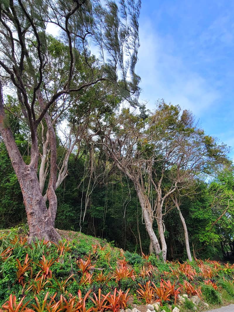 Tropical trees and red bromeliads in a garden